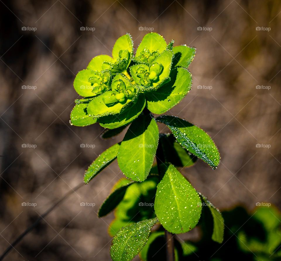 small Plant