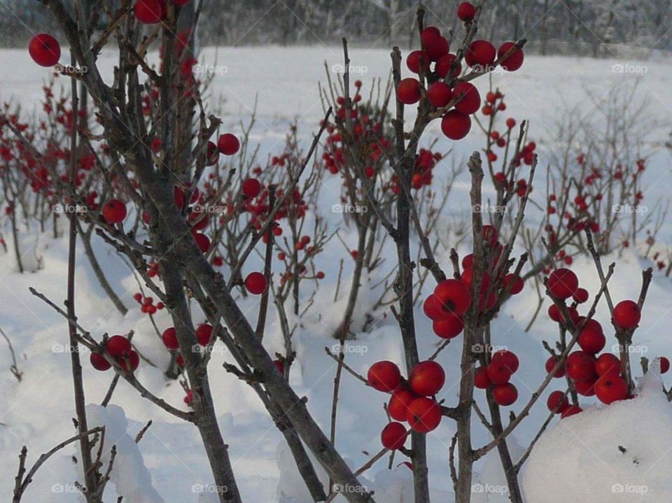 red berries on snow