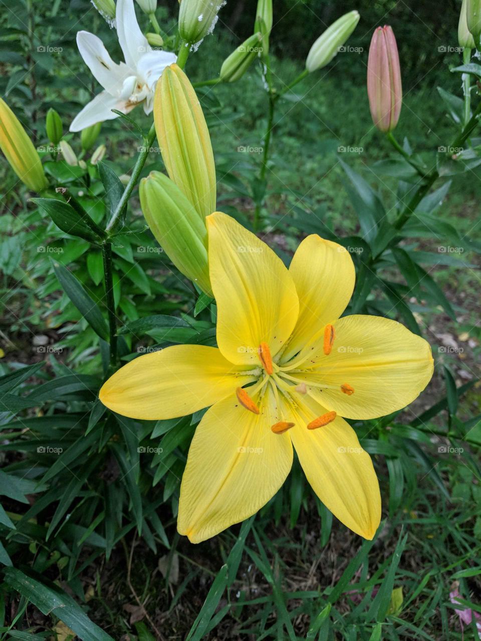 mixed color lilies