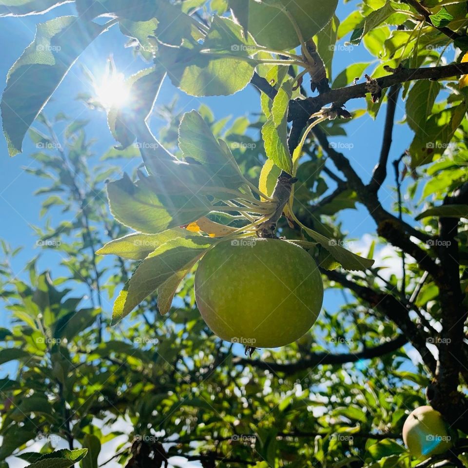 Apple on an apple teee
