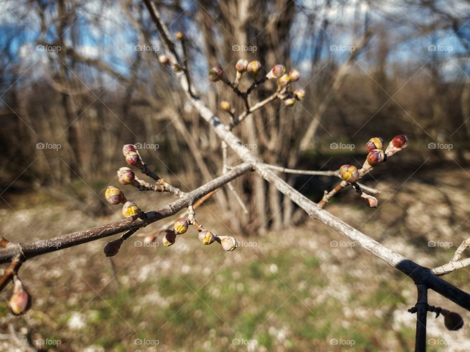 Medicinal dogwood blooms. Spring, March.