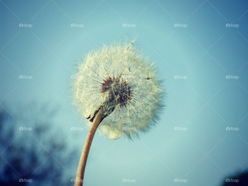 Close-up of dandelion against blue sky