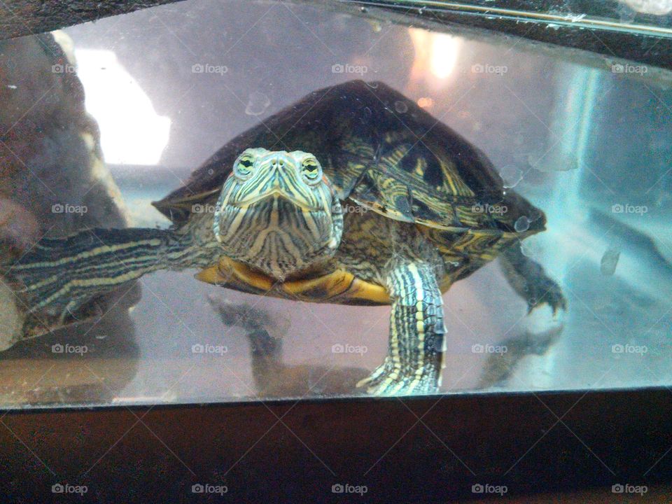 Turtey. Our pet Red Eared Slider.