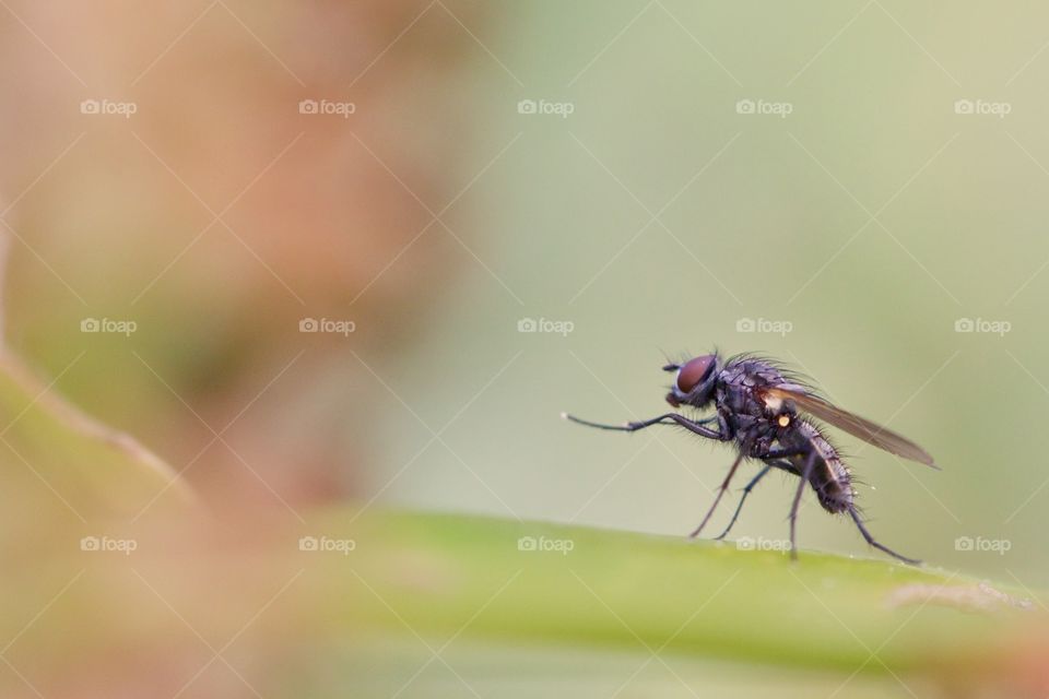 Close-up of a insect