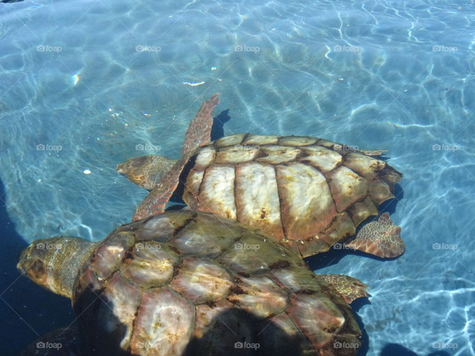 Turtle, Water, Underwater, No Person, Shell