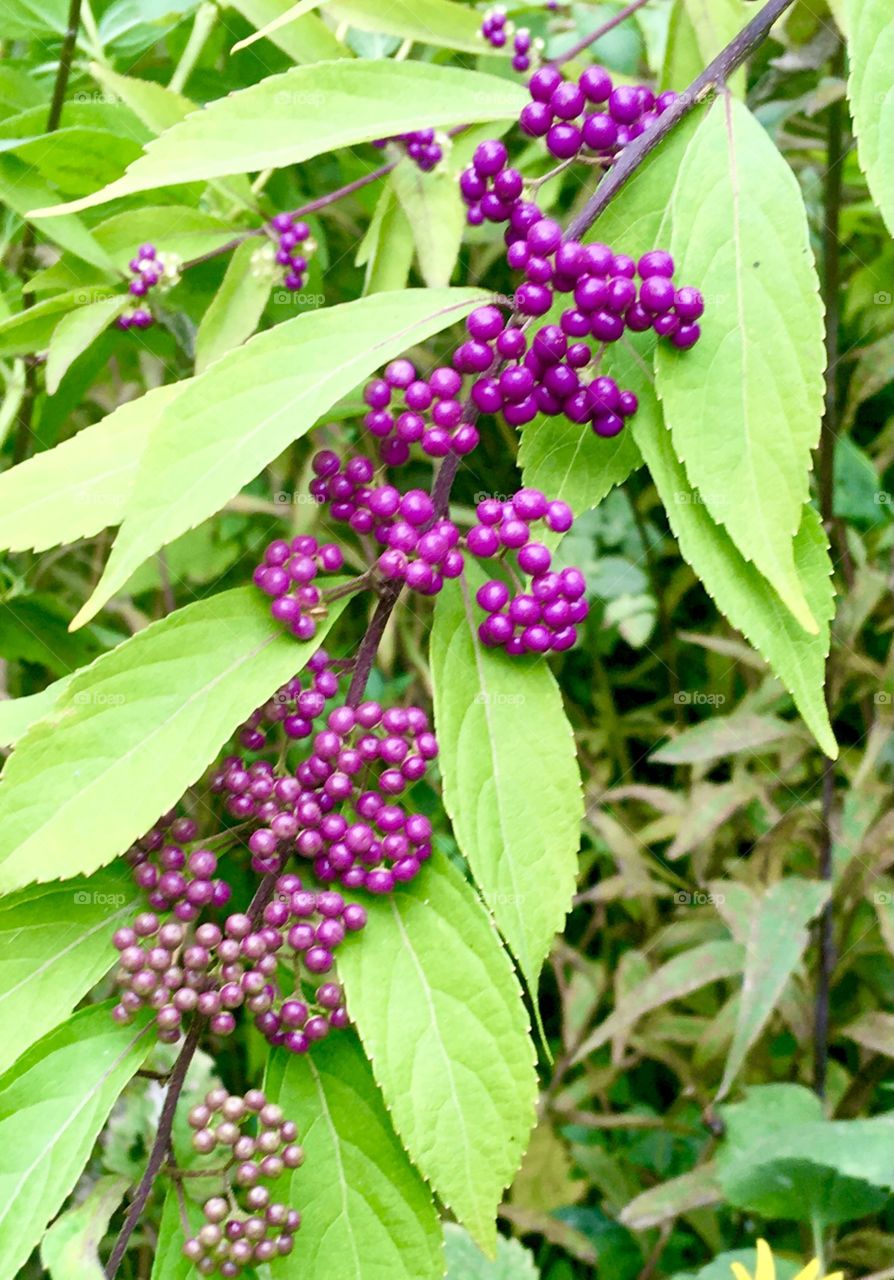 Purple beautyberries.  Yes, that’s their real name! Brooklyn, October 2020.