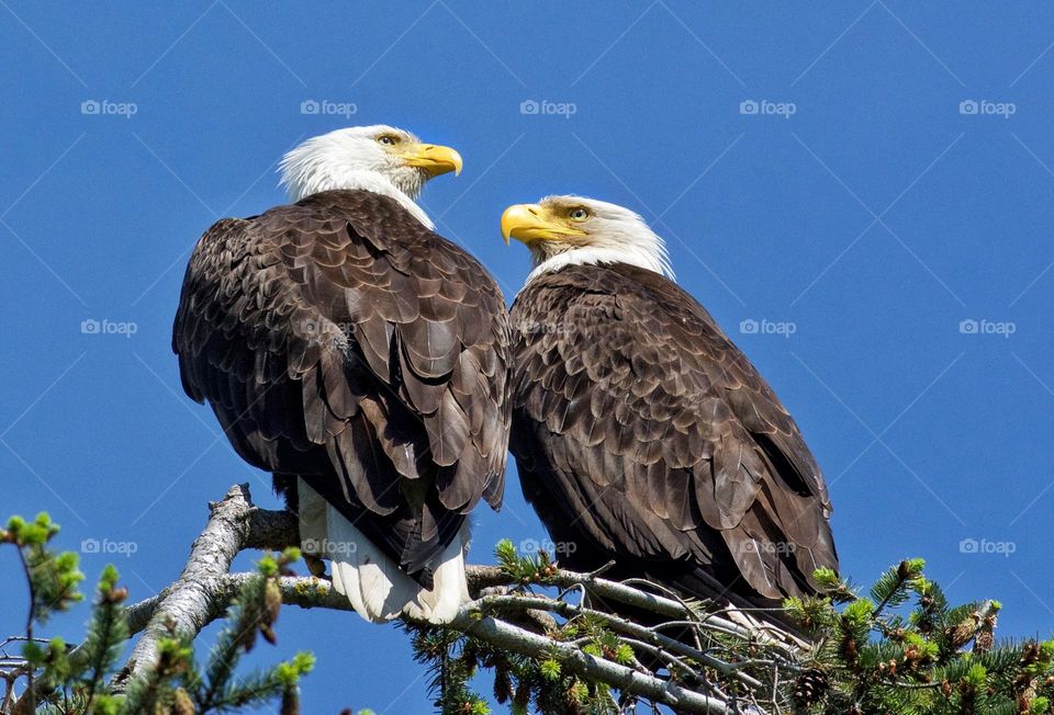 Bald Eagle mates