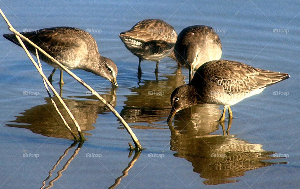 Dowitchers Feeding in the Morning Light