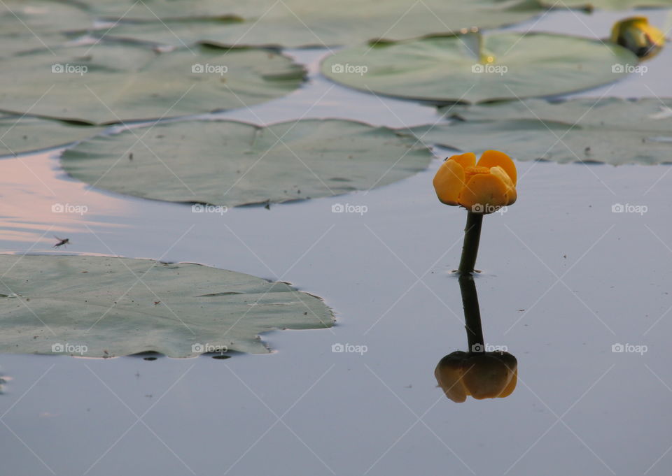 Water Lily