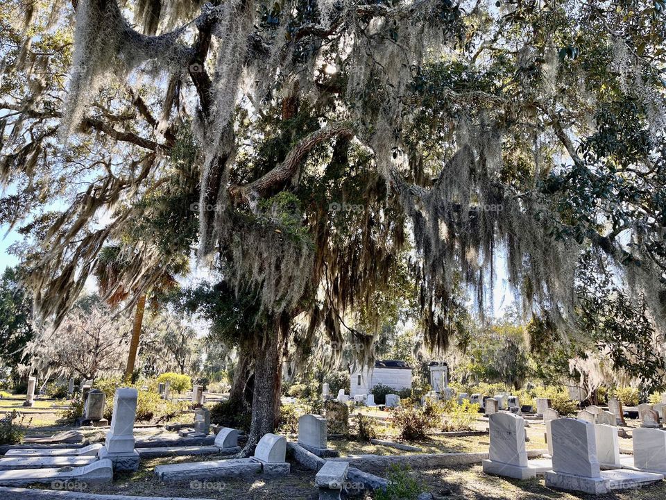 A spooky tree covered in Spanish moss watches over the gravestones in Bonaventure cemetery in Savannah, Georgia 