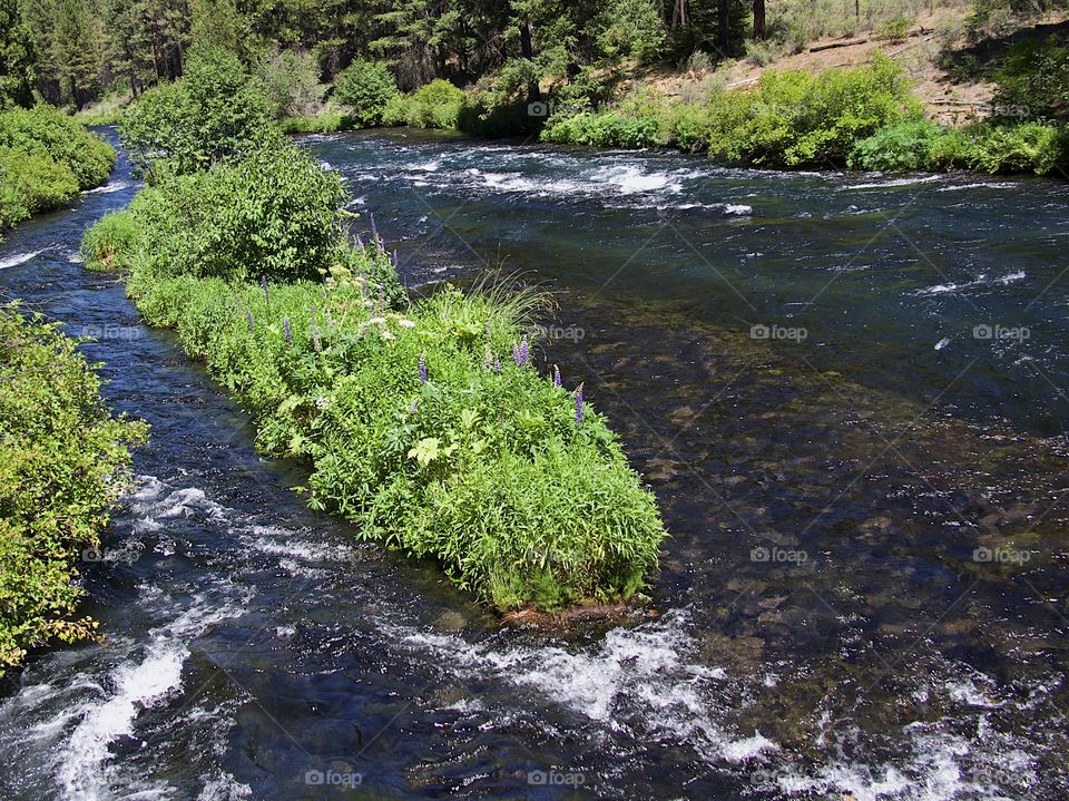 The Metolius River in Central Oregon rushes along its ponderosa pine tree and bush covered river banks with a log in the river on beautiful sunny summer day.