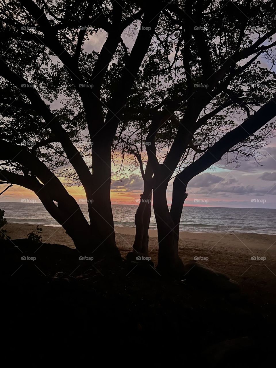 Atardecer a través de un árbol 