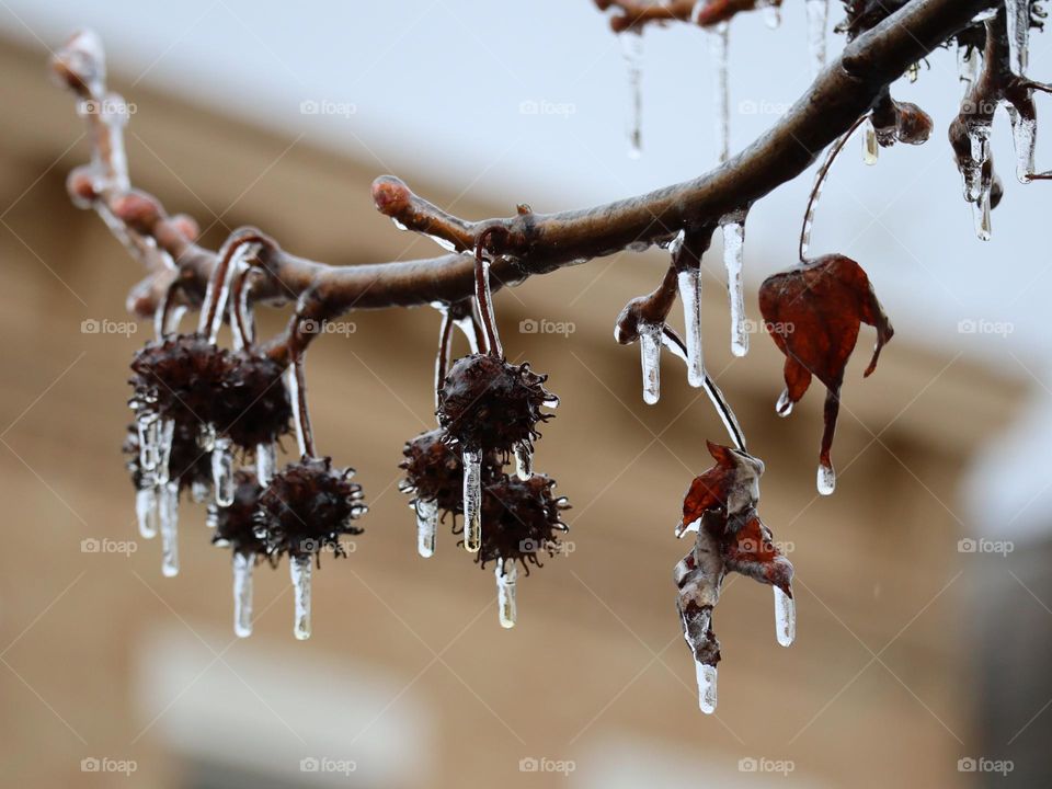 Spring icicles