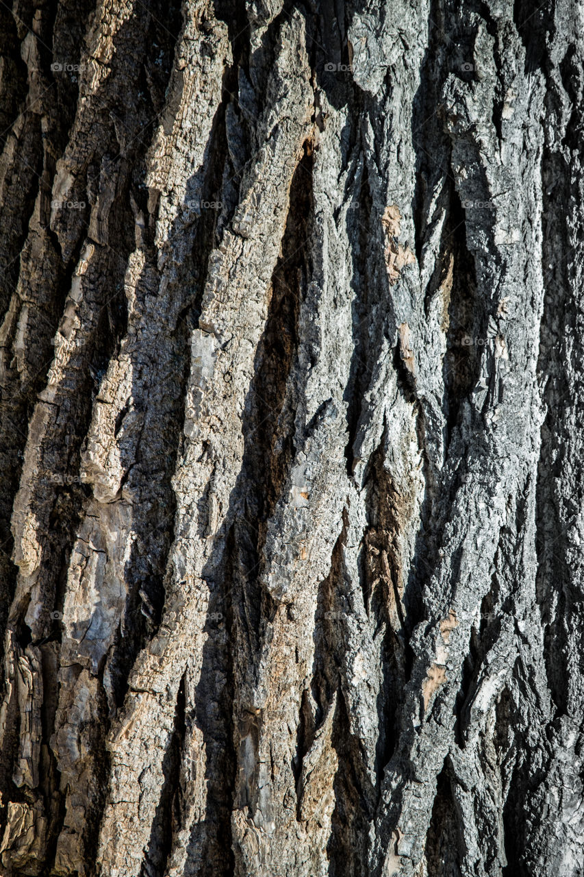 Tree close-up 