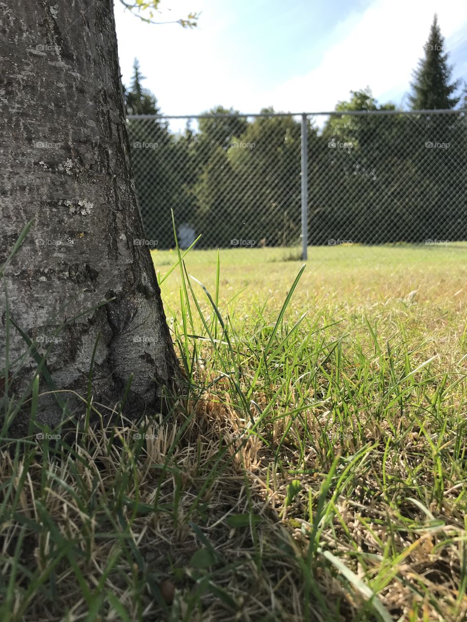 Base of a tree and closeup of grass in a park