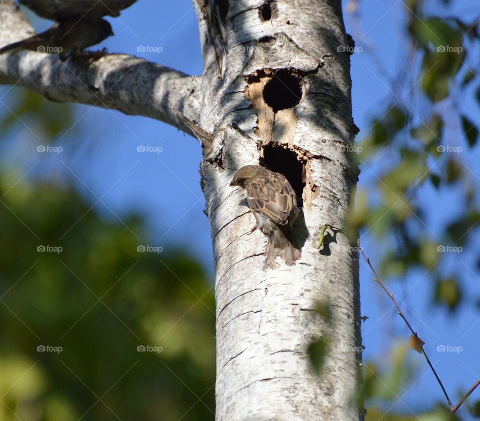birdhouse in a tree with blue sky in the background