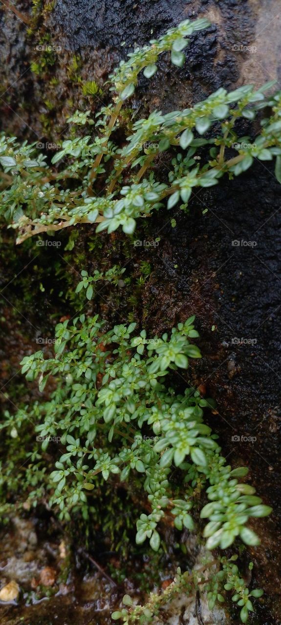 naturelove, green, natural, beautiful, plants, grern color