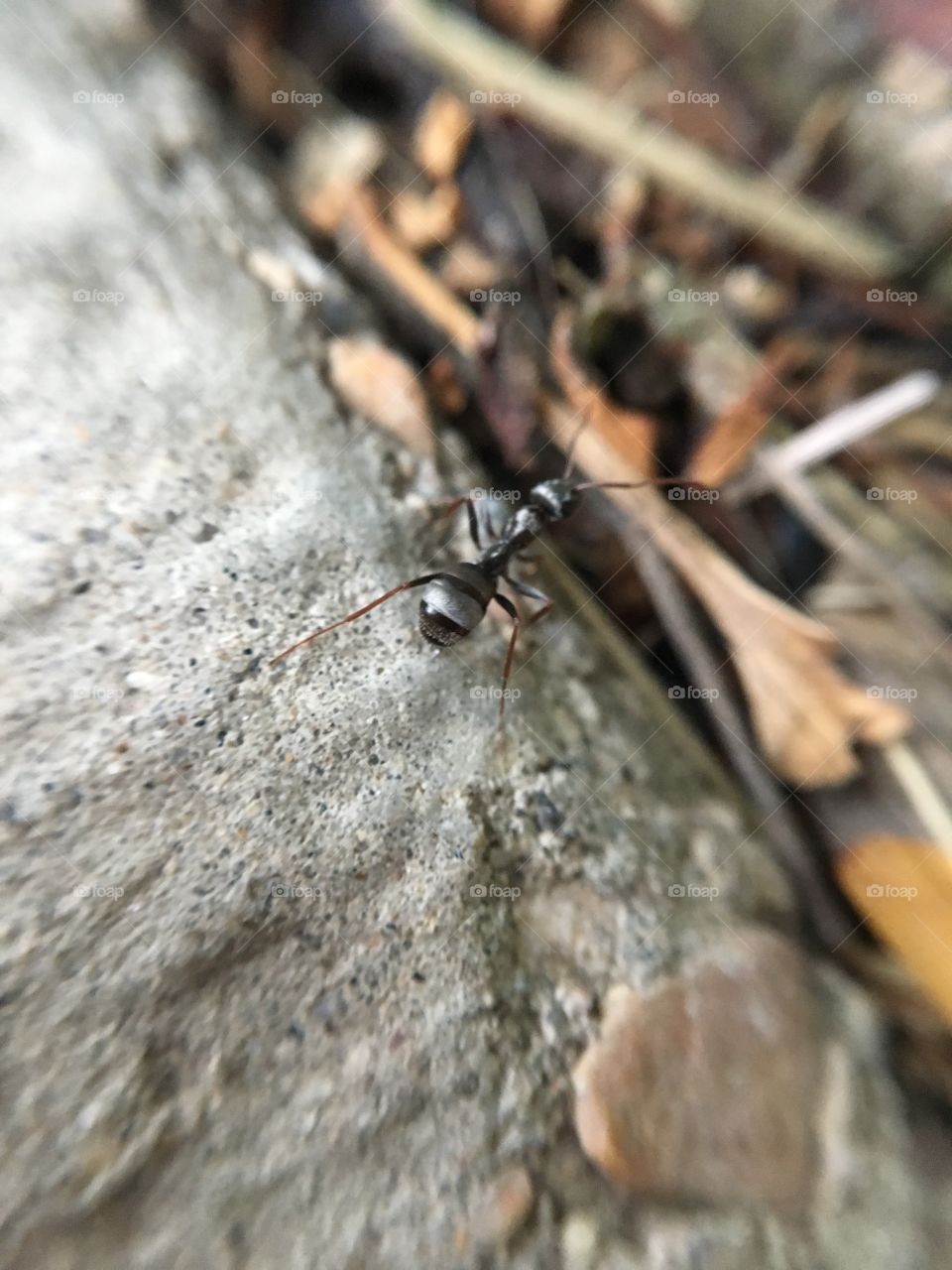 Ant