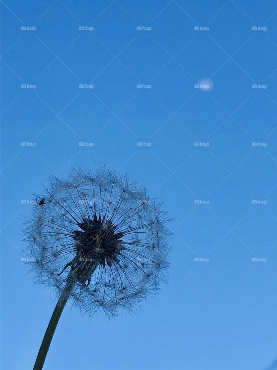 Dandelion flowers under the moonlight