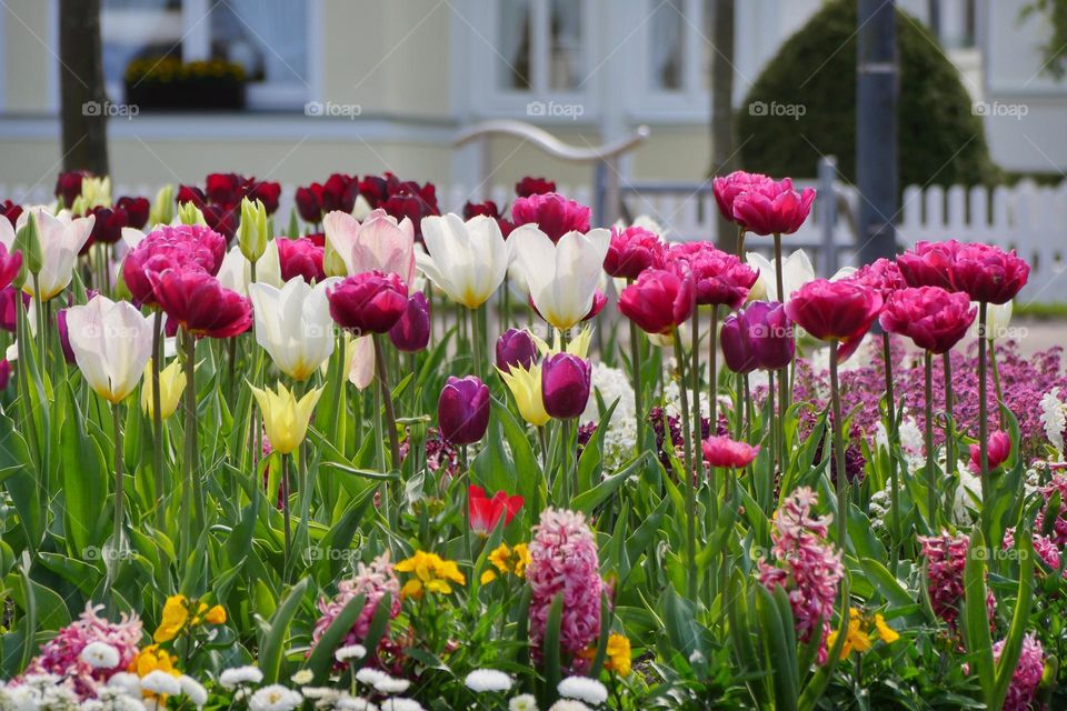 Spring flowers in park