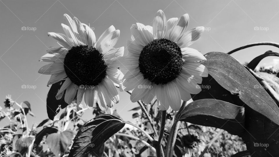 Close-up of sunflowers in field