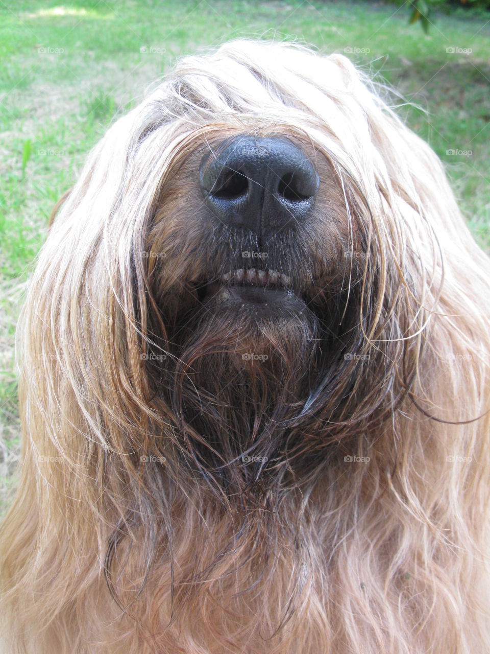 Dog briard cannelle