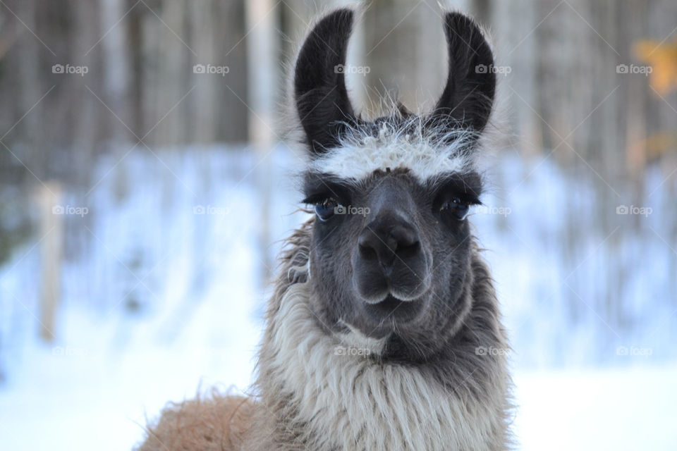 llama by meesha31