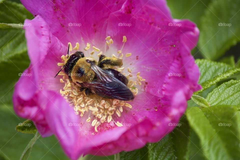 Bumblebee on flower 