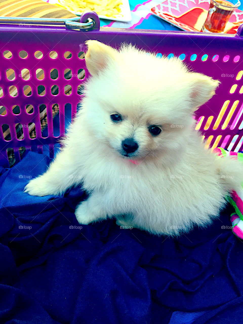 Pomeranian in picnic 