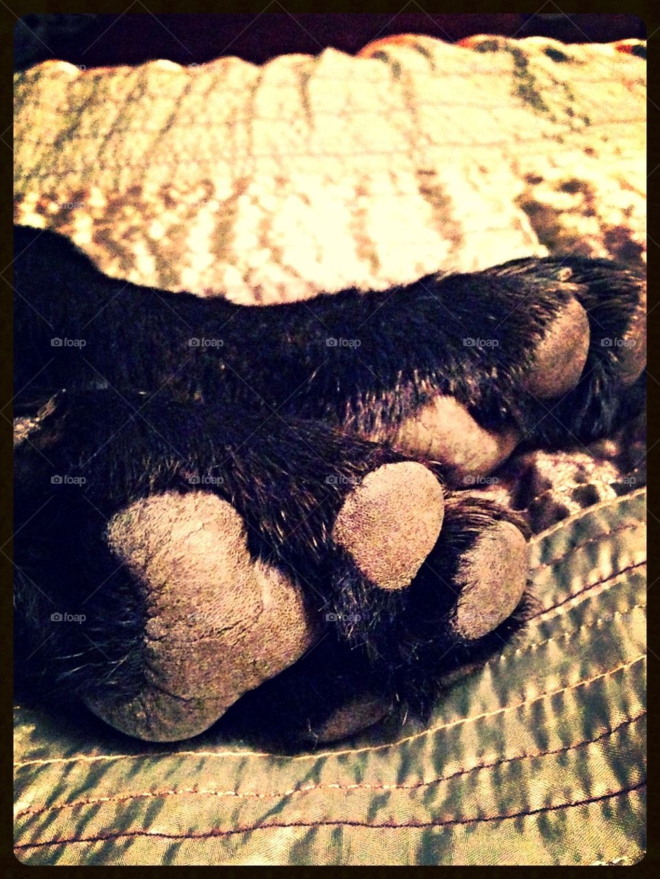 Puppy Paws