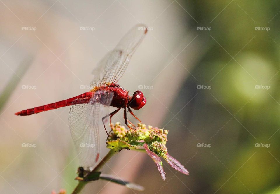 Scarlet skimmer. Male Dragonfly is perching on the flower of low at the day of light . Incommon categoried & there's soliter to fly away in a wide field .