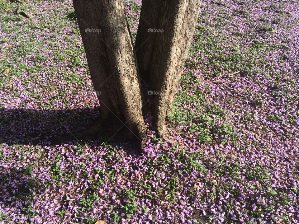 Carpet of purple flowers. A carpet of flower