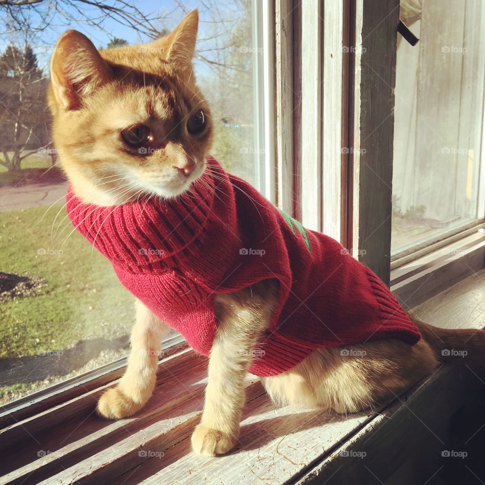 You haven't lived till you've seen a cat in. A turtleneck. 