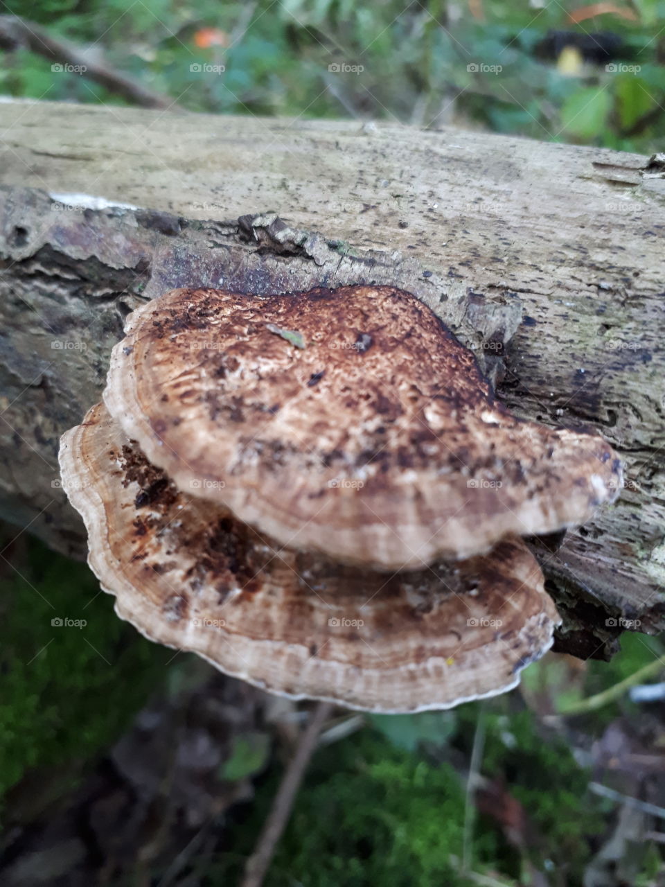 Bracket Fungi