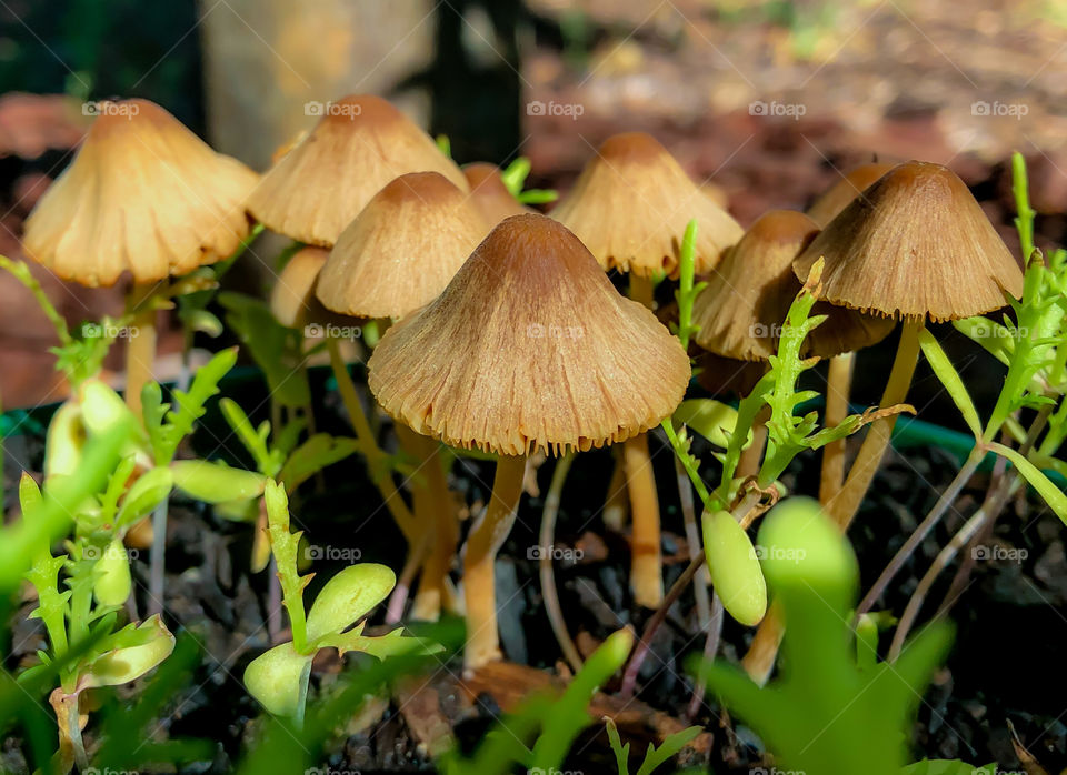 Small Bolbitiaceae mushrooms growing amongst seedlings