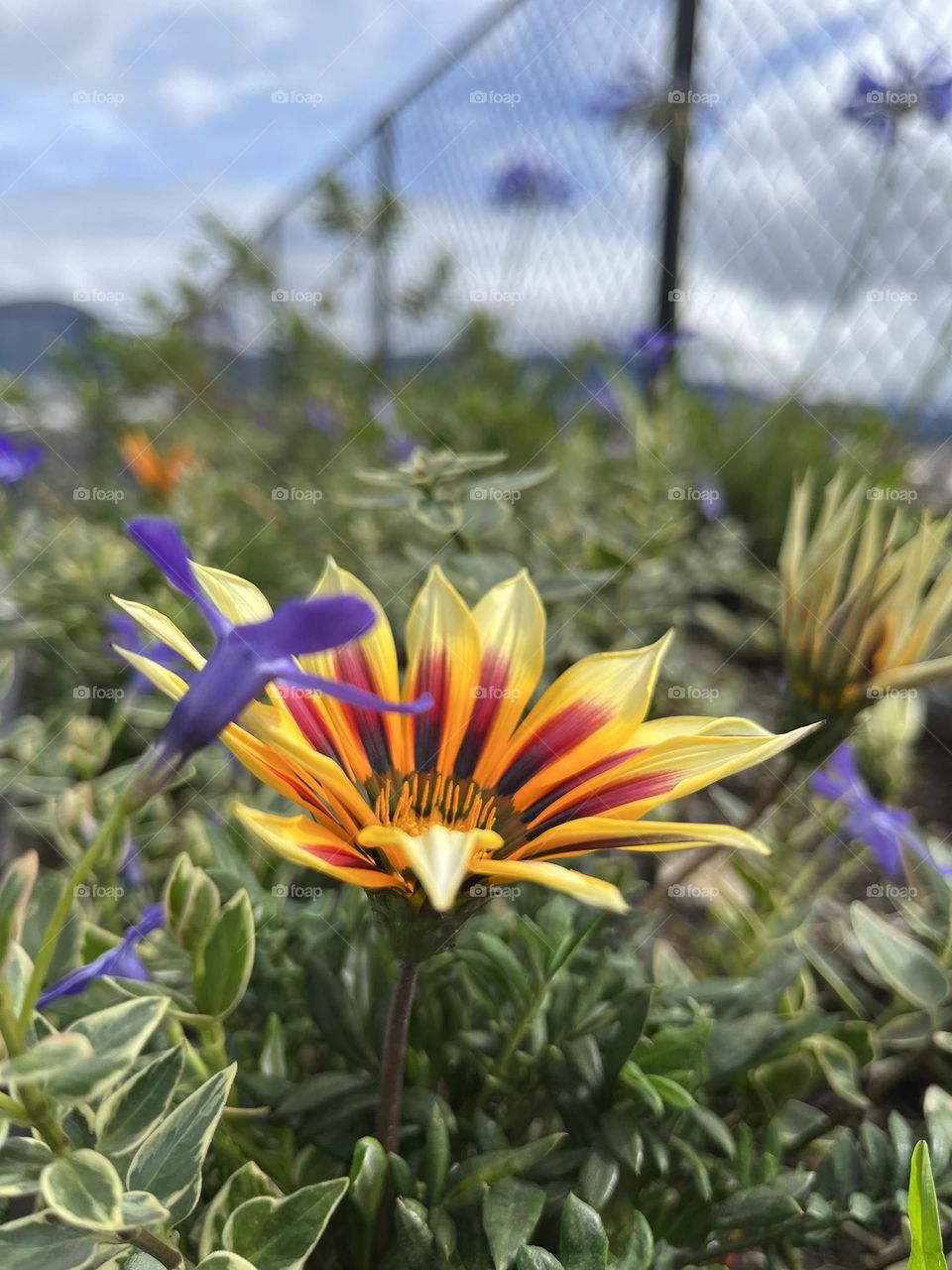 Flowers and plants about the earth day 