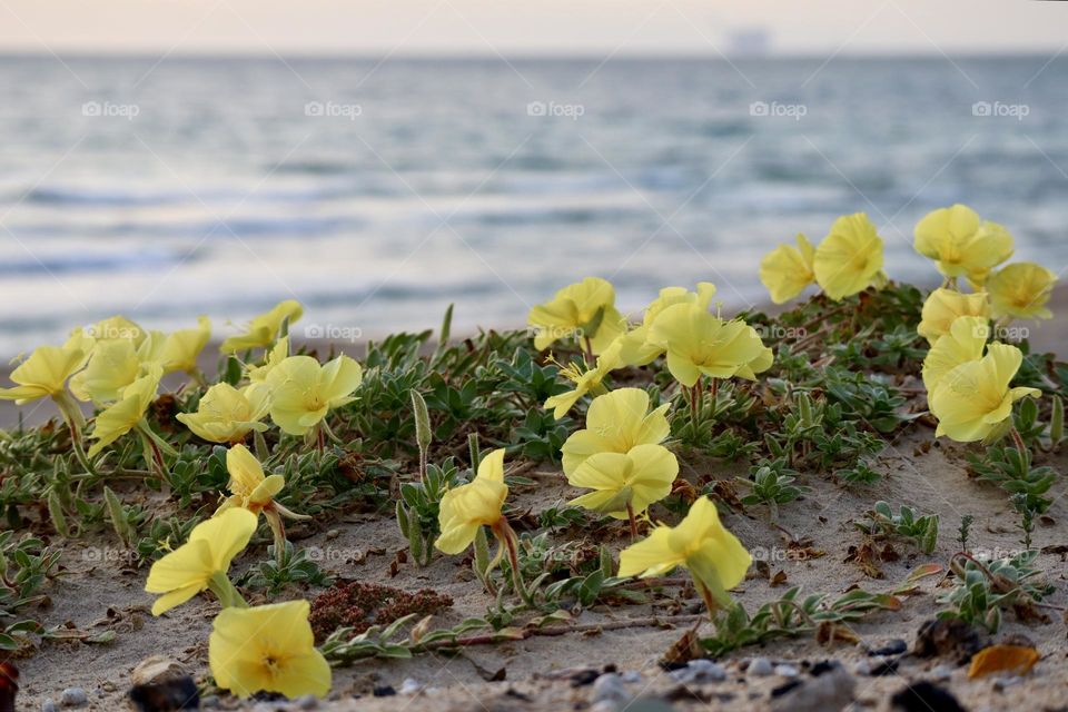 Spring blossom by the sea Beach Evening Primrose