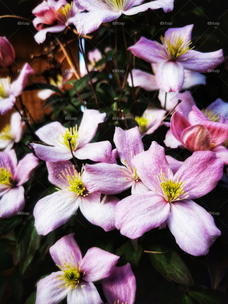 Climbing pink flowers