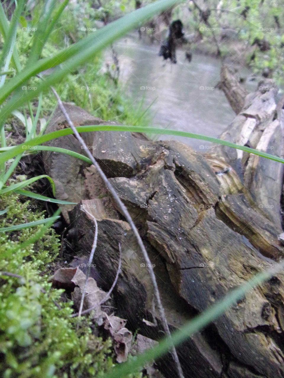 a decomposing log amongst the greenery of spring
