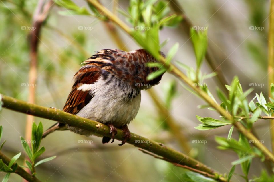 Bird on a tree branch