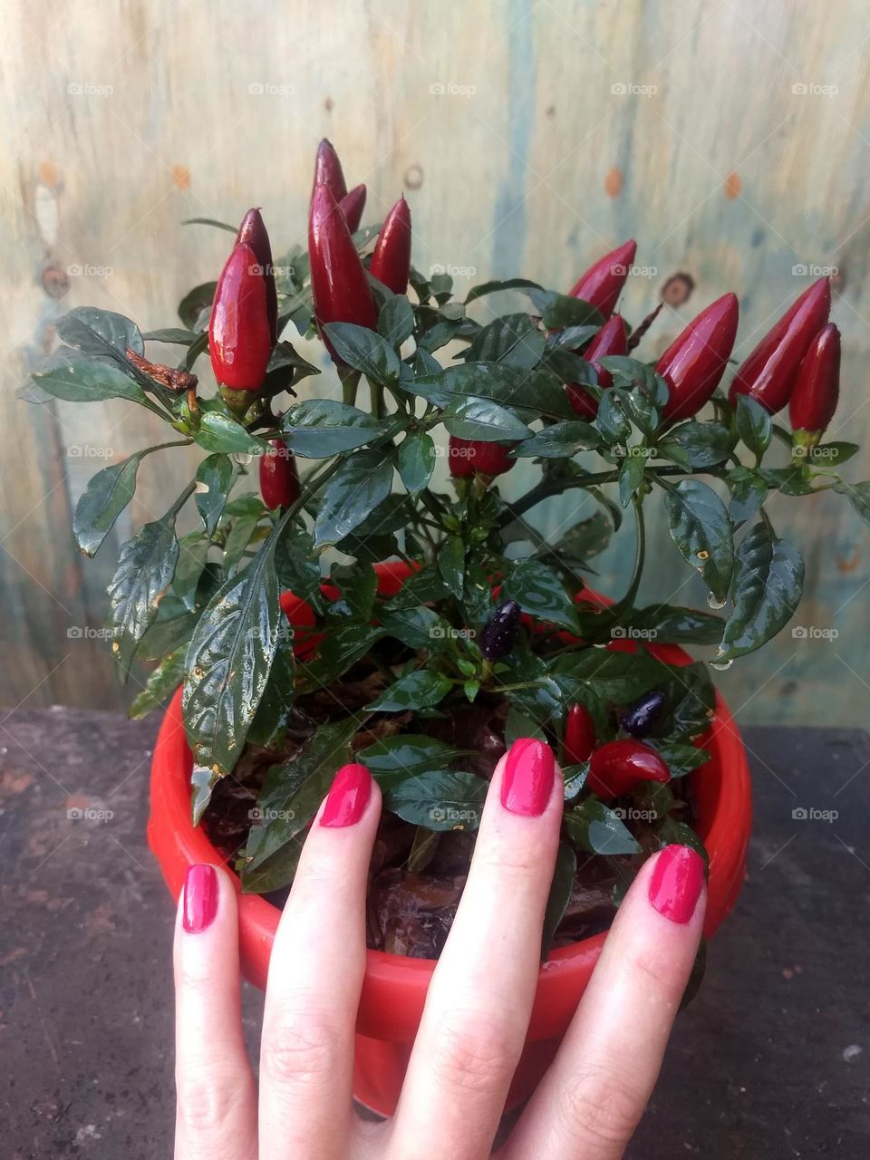 red nails and peppers