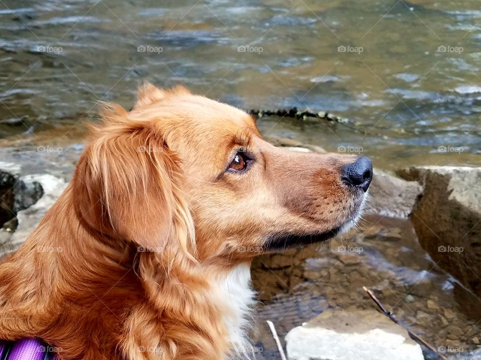 My dog, Sunny posing by a creek at Camp Creek State Park in WV.