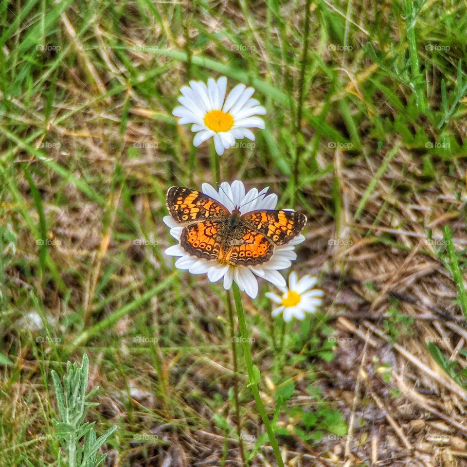 Butterfly on a Wildflower