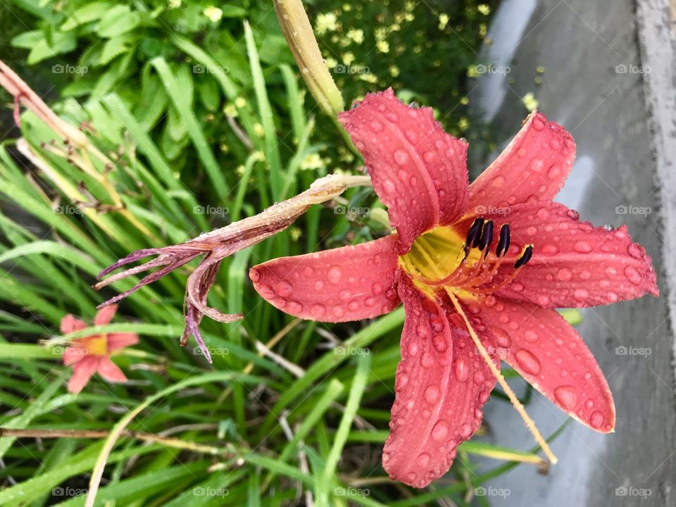 A flower covered in rain droplets. 