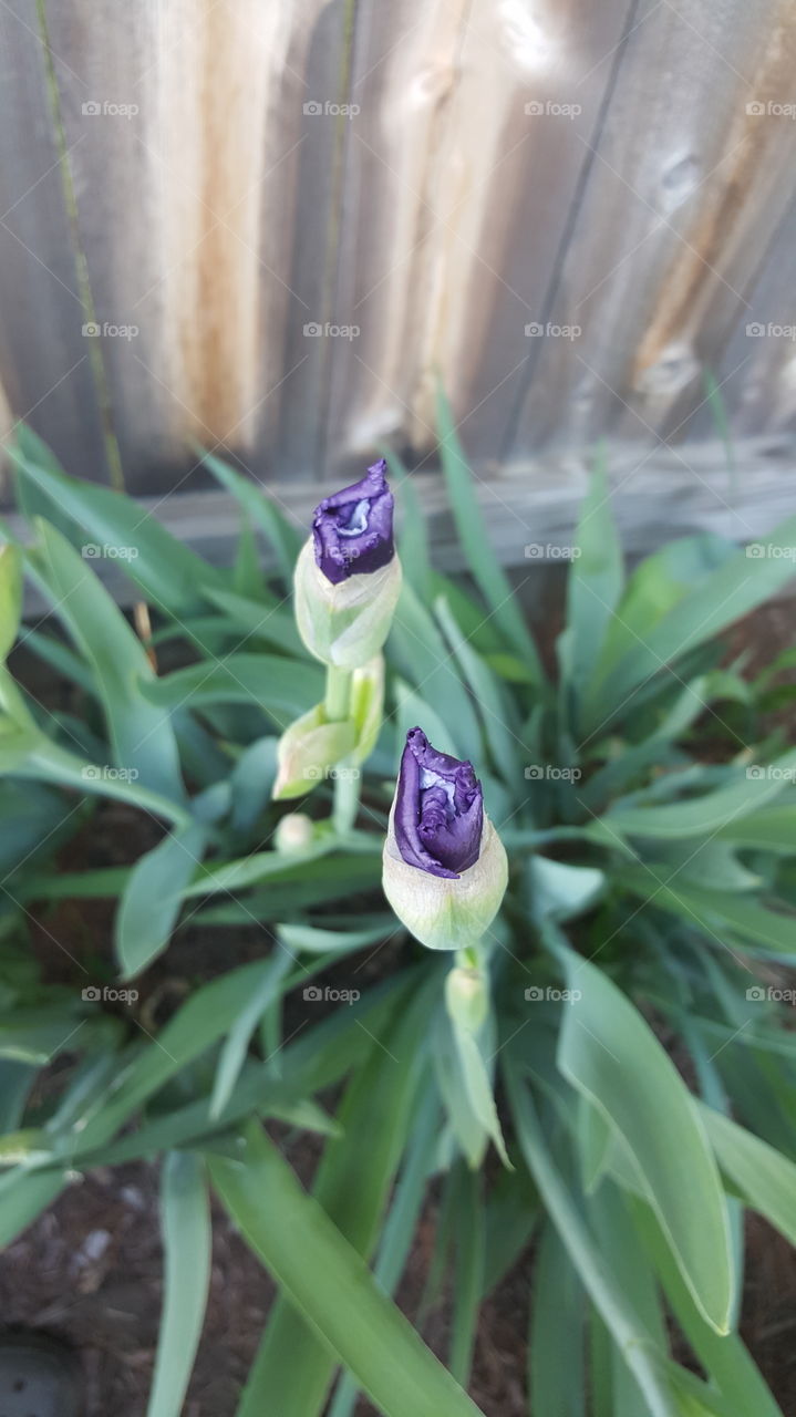 High angle view of flower bud