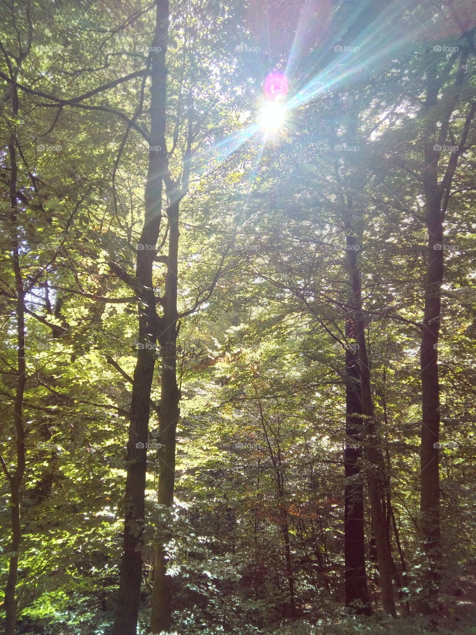 licht durchflutete Bäume im Wald