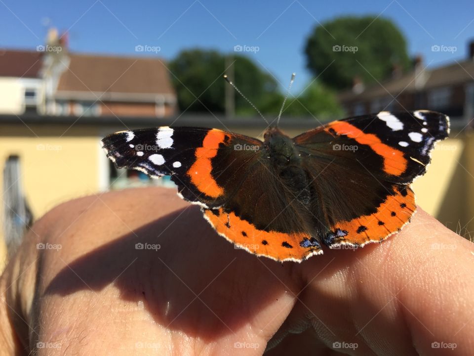 Rescued this red admiral from indoors. Took a while to catch then didn't want to leave. 