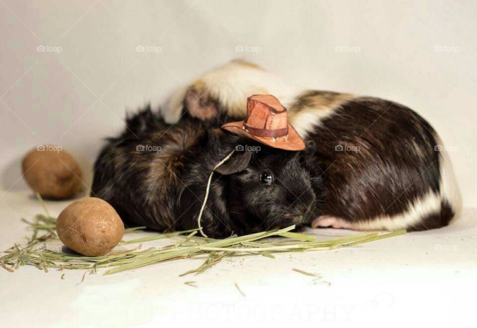 Two guinea pigs sitting side by side