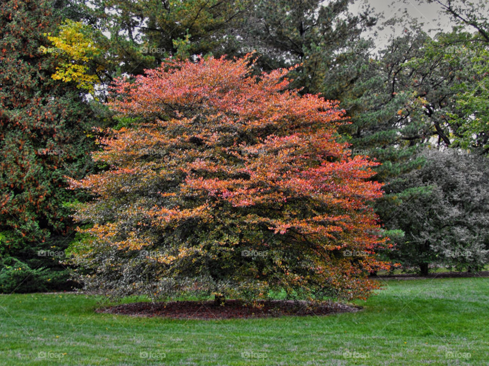 color tree autumn scenic by landon