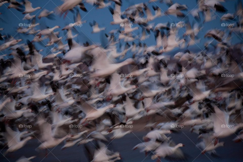 A Snow geese flock has take off 